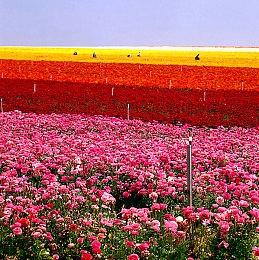 《星球大战：法外狂徒》可自定义飞行摩托